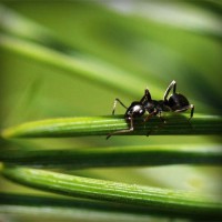 /album/ts%d1%96kave-pro-tvarin/photolia-a05-jpg/