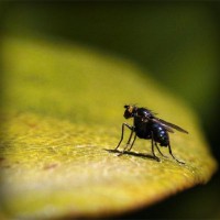/album/ts%d1%96kave-pro-tvarin/photolia-a07-jpg/